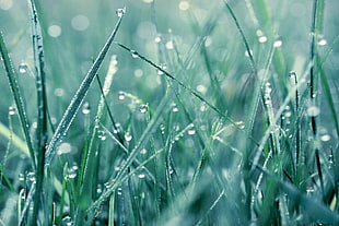 water droplets on green grass HD wallpaper